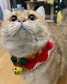 杰克龙